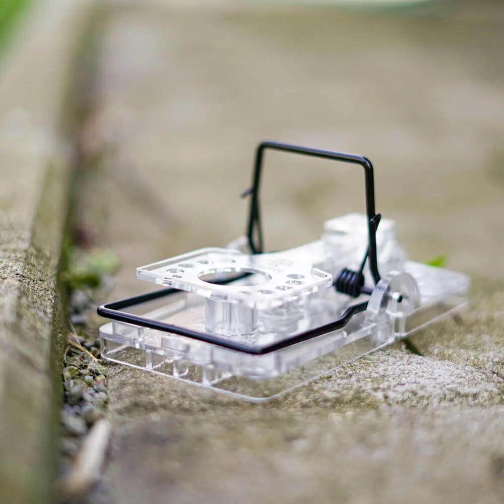 Gorilla Trap Ratte Transparent